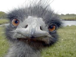 pure emu oil