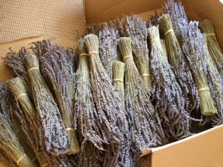 Bunched Dried Lavender