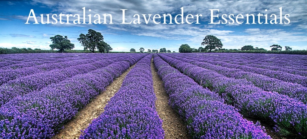 Australian Lavender Essentials Slider 1