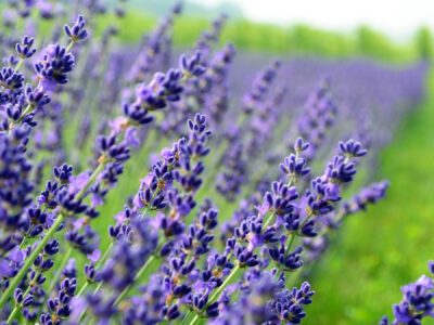 Fresh Farmed Lavender